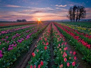Фото цветущих тюльпанов