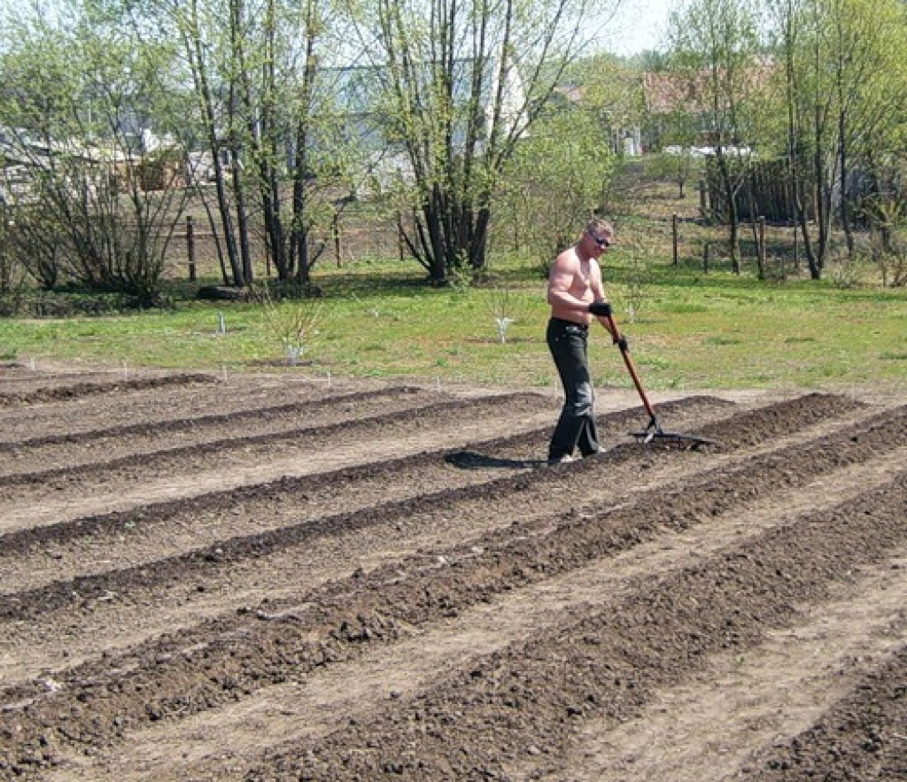 Огород вскопанный грядки