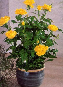Жёлтые домашние розы