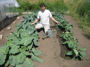Как вырастить капусту брокколи на огороде