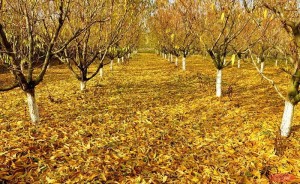 Чем опрыскивать плодовые деревья осенью