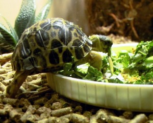 Питание черепахи