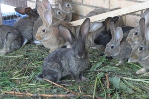 Размножение кроликов