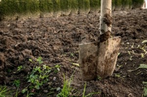 Рыхление почвы от проволочника картофеля