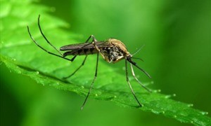 Сколько комары живут