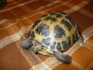 Домашняя черепаха
