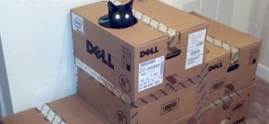 Кот в доме из коробки