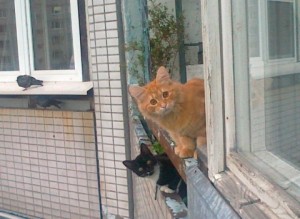 Коты на балконе