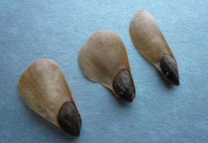 Семена ёлки