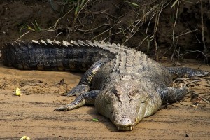 Снится крокодил