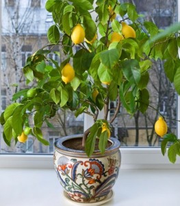Как прививать лимон в домашних условиях