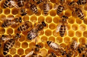 Что означают пчёлы во сне