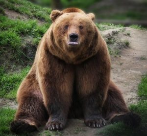 К чему снятся медведи