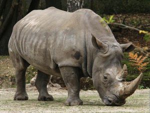 Что означает носорог во сне?