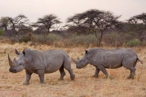 Носороги в грёзах