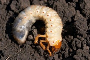 Борьба с личинкой майского жука