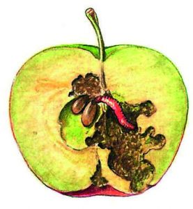 Как избавиться от гусениц на яблоне