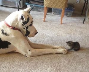 Большой пёс и котёнок
