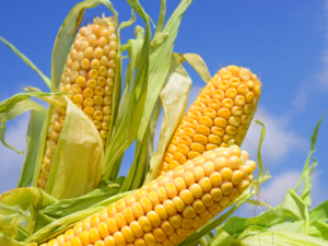 К чему снится початок кукурузы