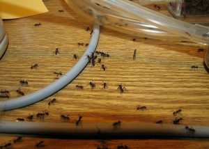 Как бороться с муравьями в квартире?