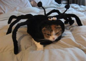 Кошка в костюме таракана
