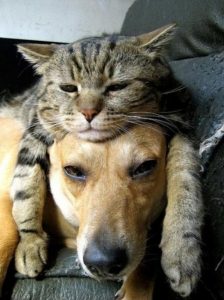 Кот и собака фото