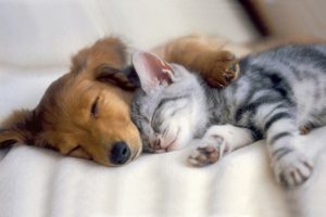 Котёнок и щенок спят