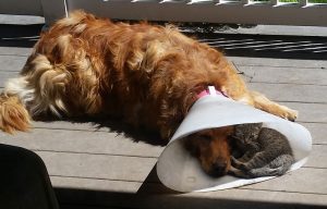 Под солнцем собака и кот