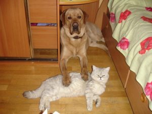 Собака и кот