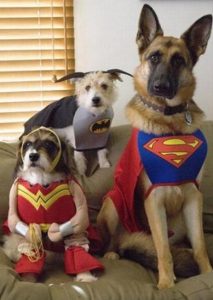 Собаки супергерои