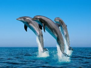 3 дельфина