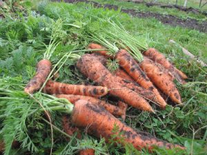Когда убирать морковь с огорода