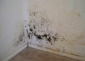 Чем убрать плесень со стен в квартире?