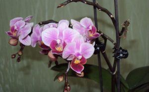 Цветение орхидеи в домашних условиях