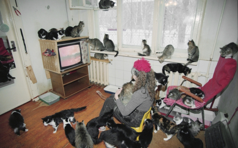 Кошкин дом: что делать, если квартира соседей стала приютом для животных