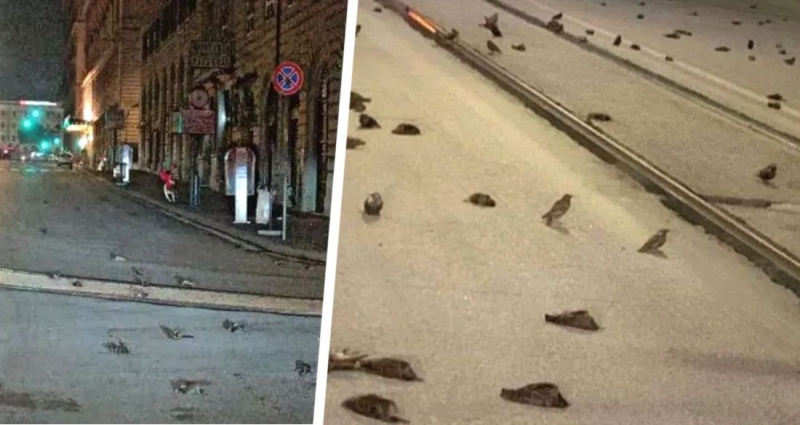 Рим усыпан трупами птиц после новогоднего фейерверка