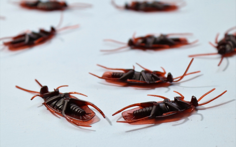 Как избавиться от тараканов: пошаговая инструкция