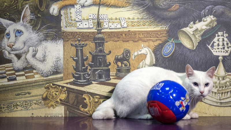 В петербургских учреждениях культуры проведут перепись котов