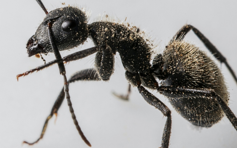 Как избавиться от муравьев в доме: пошаговая инструкция