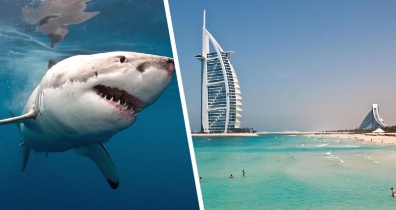 В отеле Дубая выпустили акул на пляж