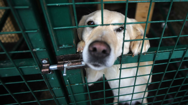 Жители Ямала заплатят за содержание своих собак, попавших в приюты