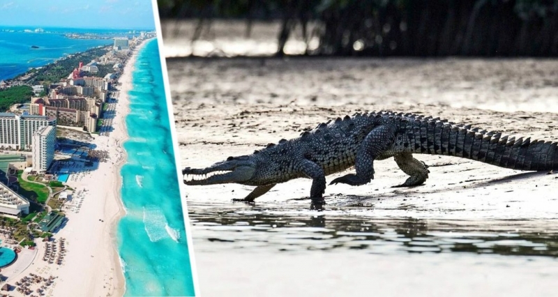 На территории отеля на популярном курорте крокодил напал на ребенка