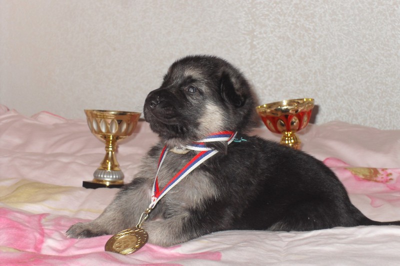 Как правильно воспитывать собаку Как правильно воспитывать собаку