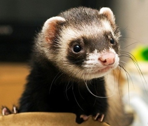 Как ухаживать за хорьком в домашних условиях Как ухаживать за хорьком в домашних условиях