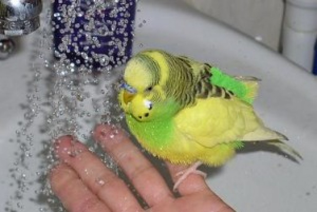 Можно мыть попугаев. Купалка для попугая волнистого. Волнистый попугайчик купается. Попугай моется. Волнистый попугайчик моется.