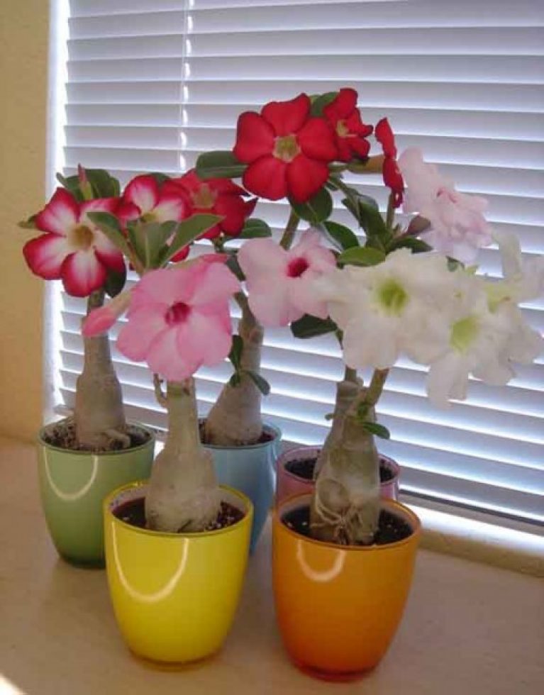Адениум фото комнатный цветок уход в домашних условиях выращивание из семян