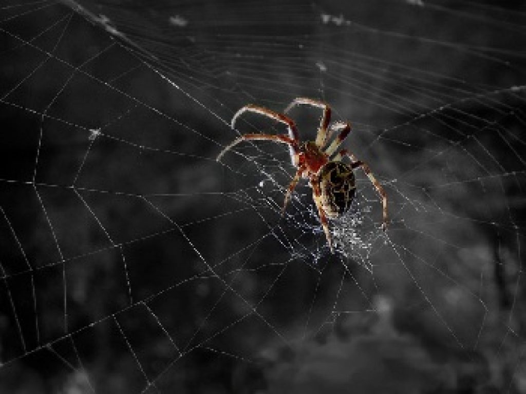Паутина паука тарантула. Паук на паутине. Страшная паутина. Паучок на паутинке. Увидеть ползущего паука