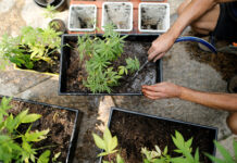 Конгресс США проголосовал за декриминализацию марихуаны по всей стране