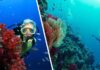 В Египте для туристов возобновляется дайвинг