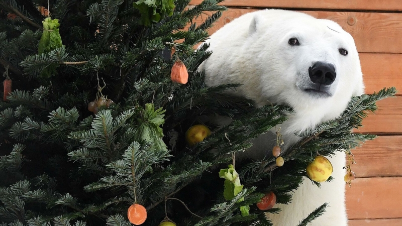Обитатели московского зоопарка получили новогодние подарки